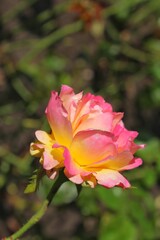 Obraz premium pink and yellow flower