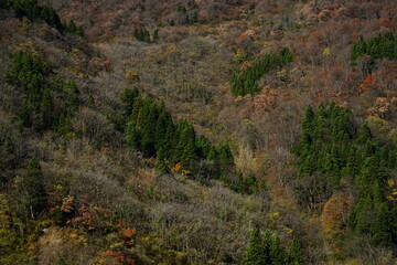 富山の秘境にある晩秋の落葉した山