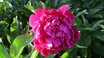 pink peony
