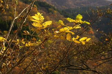 富山県の山奥にある黄葉した葉