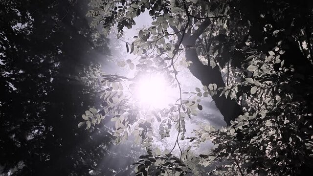 Cinematic, mystical view of sun penetrating in the middle of the trees, creating long mysterious smokey sun rays in all directions in the forest