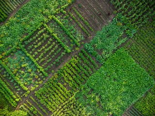 Green vegetable garden, aerial view