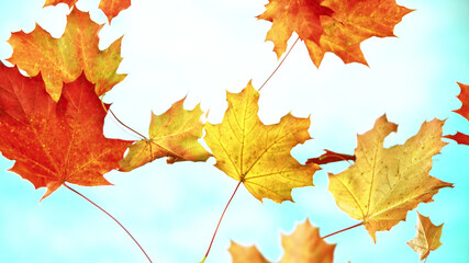 Freeze motion of flying autumn maple leaves on sky background