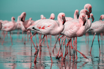 Close up of beautiful African flamingos that are standing in still water with reflection.