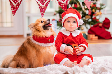 baby in santa claus costume and fluffy pomeranian spitz play together at home against the background of a decorated christmas tree.