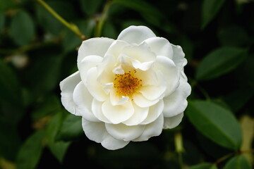 Obraz na płótnie Canvas A white rose flower in the garden