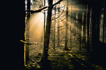 Fototapety na wymiar - Fototapeta24.pl