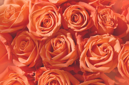Background of orange and peach roses. - Image
