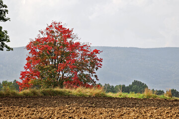 Widok na piękną polską jesień z drzewem w tle.  - obrazy, fototapety, plakaty