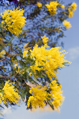 Blooming mimosa on a background of blue sky in the spring.