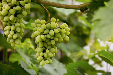 Grapes hanging on branch in garden harvest wine concept