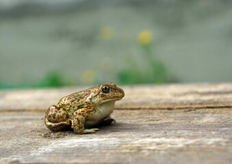 frog