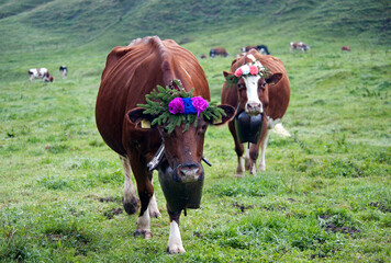 portrait of Swiss cows decorated with flowers and huge bells, desalpes ceremony - cows coming back...