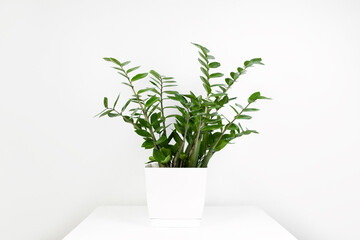 A beautiful zamiokulkas plant in a white flower pot stands on a white pedestal on a white background. Stylish minimalistic interior. Selective focus