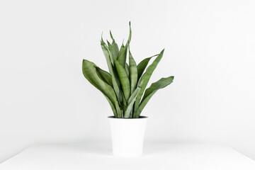 Sansevieria plant in a modern flower pot stands on a white pedestal on a white background. Home plant Sansevieria trifa. Home Gardening concept. Selective focus