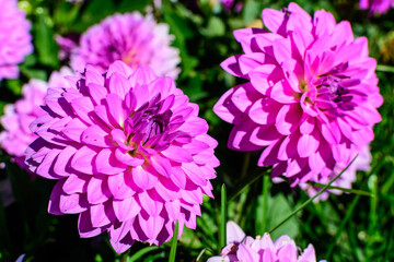 Beautiful large vivid pink dahlia flower in full bloom on blurred green background, photographed with soft focus in a garden in a sunny summer day.