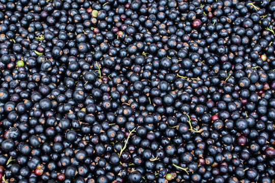 Large harvest of organic grown Blackcurrant or cassis fruits in a basket displayed for sale at a street food market, beautiful monochrome background of healthy food.