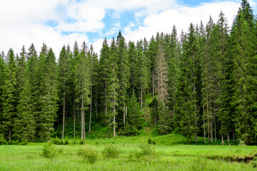 Landscape with many large green trees and fir trees in a forest at at mountains, in a sunny summer day, beautiful outdoor monochrome background.