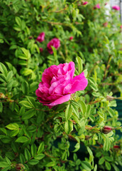 pink rose blooms on a green bush