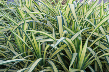 Obraz premium ornamental grass in the garden