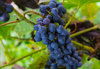 Bunches of blue grapes with water drops close-up