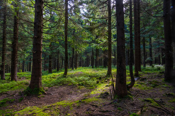 lush mountain forest in central Europe