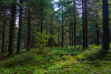lush mountain forest in central Europe