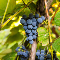 Bunches of blue grapes close-up