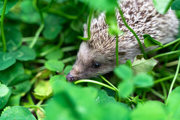 Hedgehog grass clover