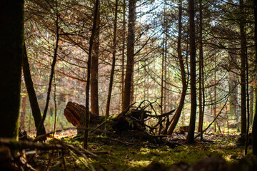 Fototapety na wymiar - Fototapeta24.pl