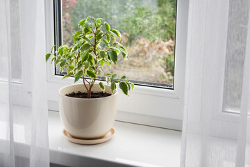 Fototapeta na wymiar Potted Ficus benjamina plant on the windowsill in the room
