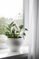 Potted Ficus elastica plant on the windowsill in the room
