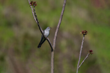 Common Cuckoo (Cuculus canorus) perched on a tree branch