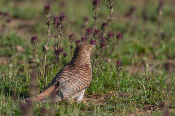 Common Cuckoo (Cuculus canorus) feeding on grass in meadow