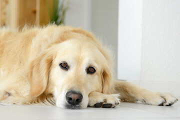 golden retriever dog lying and looking on white tile - 460072218