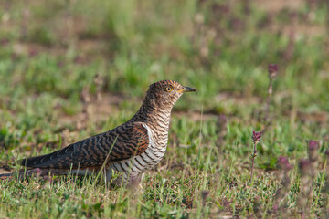 Common Cuckoo (Cuculus canorus) feeding on grass in meadow