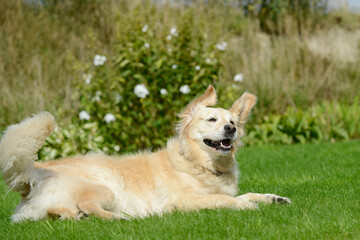 funny dog, golden retriever lying on meadow in the garden