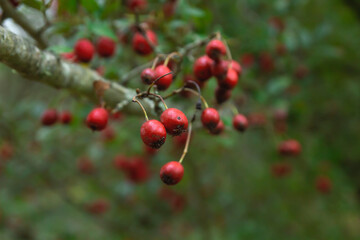 Cockspur hawthorn red pomes