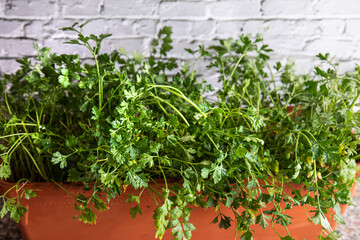 Fototapeta na wymiar parsley grown at home in a pot on a white brick wall background