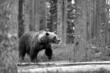 bear in the forest scenery black and white