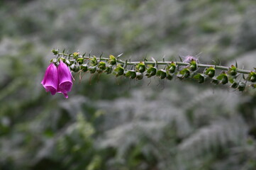Foxglove