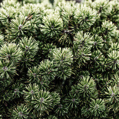 Naklejka na ściany i meble Pine tree branches close up green