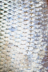 amazing fish scales shining in the sun, scales sparkling in the light - beautiful narure background © a_darya