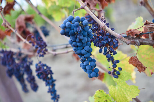 Sagrantino di Montefalco is a famous italian red wine from Umbria region in Italy. a vineyard of sagrantino grapes on the sagrantino wine route in umbria Italy