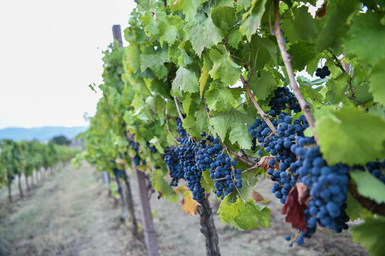 Sagrantino di Montefalco is a famous italian red wine from Umbria region in Italy. a vineyard of sagrantino grapes on the sagrantino wine route in umbria Italy