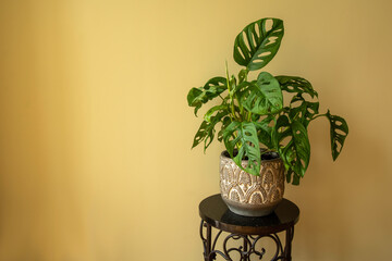 Monstera Swiss cheese plant or Monstera Monkey Mask in flower pot. Nice tropical Monstera Swiss...