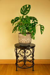 Monstera Swiss cheese plant or Monstera Monkey Mask in flower pot. Nice tropical Monstera Swiss cheese home plant