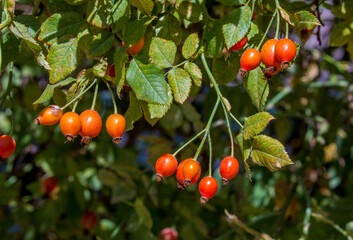 Rosehip berries on a bush close-up. Autumn harvest, natural vitamins.