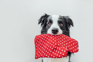 Funny cute puppy dog border collie holding kitchen pot holder, oven mitt in mouth isolated on white background. Chef dog cooking dinner. Homemade food, restaurant menu concept. Cooking process.