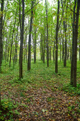 Obraz premium Trees in the autumn forest with yellow leaves